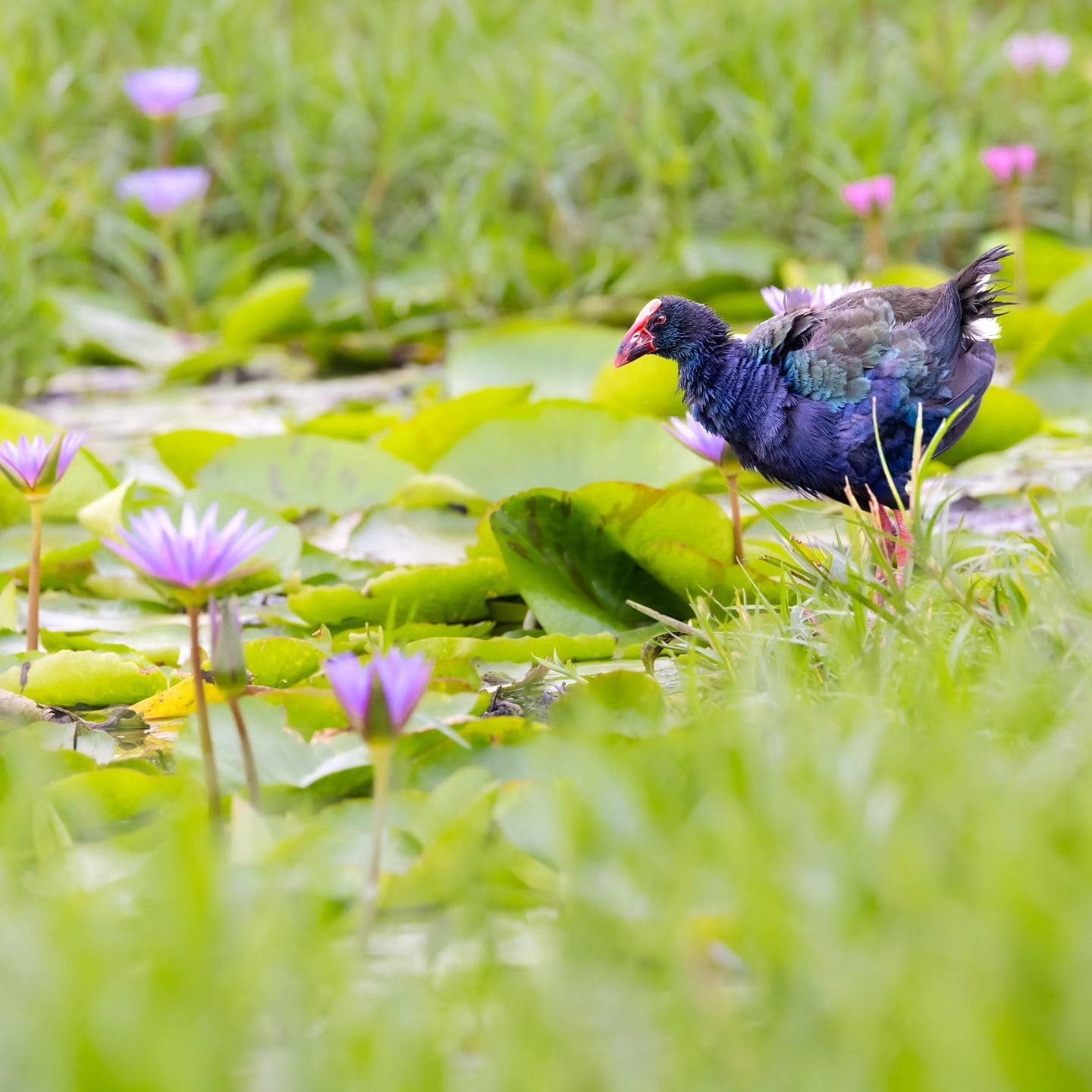 Grey-headed swamphen